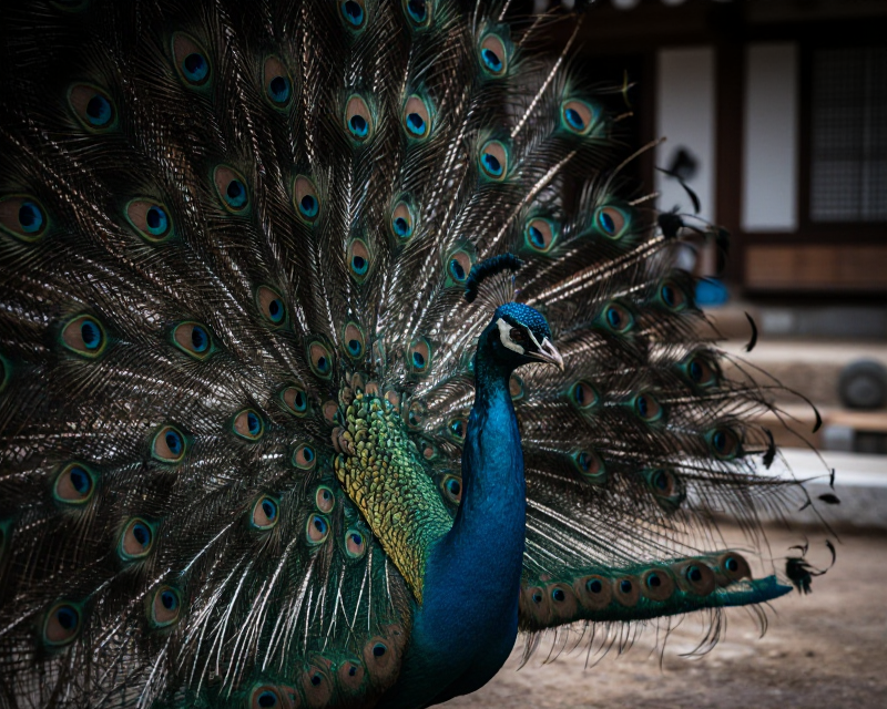 Peacock Tension